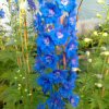 Delphinium Elatum Royal Aspirations